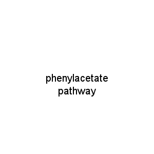 phenylacetate pathway